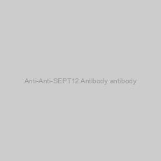 Image of Anti-Anti-SEPT12 Antibody antibody
